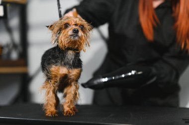 Özel bir kuaförde, tatlı bir köpek banyodan sonra saç kurutma makinesiyle kurutulur. Bir tımarcı küçük bir köpek yavrusunun kürküne bakar. Hayvan hijyeni, veterinerlik ve profesyonel bakım kavramı.