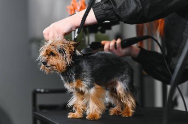 Özel bir kuaförde, tatlı bir köpek banyodan sonra saç kurutma makinesiyle kurutulur. Bir tımarcı küçük bir köpek yavrusunun kürküne bakar. Hayvan hijyeni, veterinerlik ve profesyonel bakım kavramı.