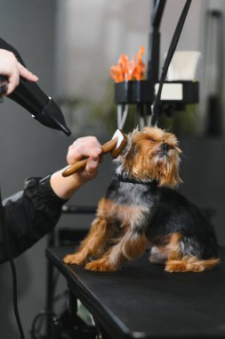 Özel bir kuaförde, tatlı bir köpek banyodan sonra saç kurutma makinesiyle kurutulur. Bir tımarcı küçük bir köpek yavrusunun kürküne bakar. Hayvan hijyeni, veterinerlik ve profesyonel bakım kavramı.