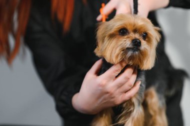 Tımar eden hayvanlar, tımar eden, kurutan ve şekillendiren köpekler, tarayan yünler. Bakım ustası kesiyor, tıraş oluyor, köpeğe bakıyor..