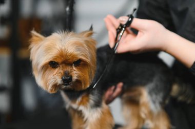 Tımar eden hayvanlar, tımar eden, kurutan ve şekillendiren köpekler, tarayan yünler. Bakım ustası kesiyor, tıraş oluyor, köpeğe bakıyor..