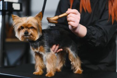 Yorkshire kuaförde. Küçük arkadaşlarla ilgilenmek. Yüksek kalite fotoğraf.