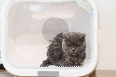 Otomatik Hayvan Kurutma Kutusu Kediler ve Küçük Köpekler, Ultra Sessiz Köpek Saç Kurutma, Sahibi uzun saçlı bir kediyi yıkıyor ve kedi kurutma kutusuna üflüyor, akıllı hayvan ürünleri..