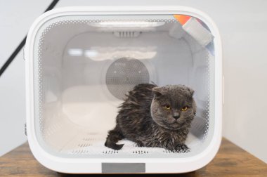 Kediler ve köpekler için otomatik kutu kurutma makinesi. Bakım salonu.
