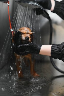 Bakımcı kuaförde bir köpeği yıkıyor..
