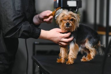 Özel bir kuaförde, tatlı bir köpek banyodan sonra saç kurutma makinesiyle kurutulur. Bir tımarcı küçük bir köpek yavrusunun kürküne bakar. Hayvan hijyeni, veterinerlik ve profesyonel bakım kavramı.