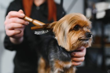 Evcil hayvan, evcil hayvan, tımar, hayvanlar için prosedürler. Kadın bakımlı ve dikkatli bir şekilde kuaförde köpek kesiyor. Yıkar, keser, kurutur, tarar..