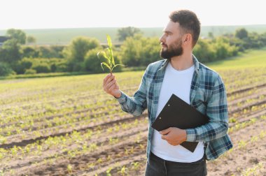 Mısır filizini inceleyen ve tarlayı inceleyen tarımcı, pano tutuyor, bitki gelişimini ve genel olarak mahsul sağlığını değerlendiriyor