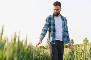 Yeşillik bir tarlada yürüyen tarımcı, yeşil buğday kulaklarının canlı büyümesini inceliyor, yaklaşan hasat mevsimine hazırlanıyor.