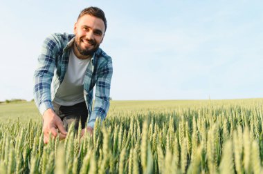 Gülümseyen çiftçi büyük ekili bir tarlada buğday kulaklarını kontrol ederek, hasattan önce sağlıklı büyüme garantisi veriyor.