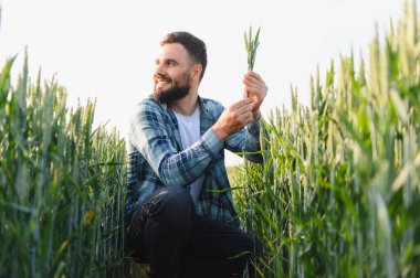 Başarılı bir hasat için kalite ve sağlık sağlayarak ekili bir alanda buğday saplarının büyümesini analiz eden mutlu tarım uzmanları.