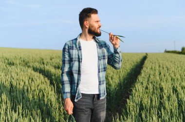 Agronomist buğday sapını çiğnerken aynı zamanda geniş yeşil tarlalardaki mısır ürünlerinin büyümesini ve kalitesini denetliyor.