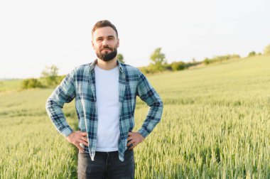 Kendine güveni tam bir çiftçi, buğday tarlasında elleri kalça üzerinde duruyor, ekinleri denetliyor ve yaklaşan hasattan önce büyümeyi değerlendiriyor.