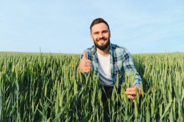 Mısır gevreğini teftiş eden mutlu tarım uzmanları olgunlaşmamış buğday başaklarına dokunuyor ve ekili tarlalarda başparmaklarını gösteriyor.