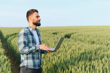 Laptop kullanan ve ekili buğday tarlasını hasattan önce inceleyen tarımcı, tarım alanında modern teknolojiler uyguluyor.