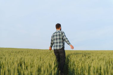 Agronomist tarlada büyüyen buğday kulaklarını inceliyor, kırsal alandaki işinden zevk alıyor.