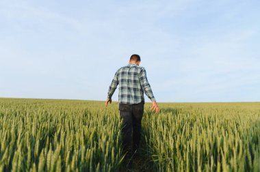 Çiftçi gün batımında buğday tarlasını teftiş ediyor, hasattan önce, uzun ekinlerin arasında yürüyor, kulaklarına dokunuyor.