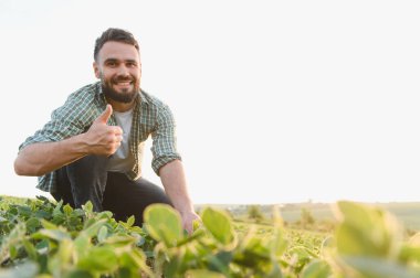 Soya tarlasında çömelmiş bir tarım uzmanı, güneşli bir günde bitkileri teftiş ediyor ve el sallıyor.