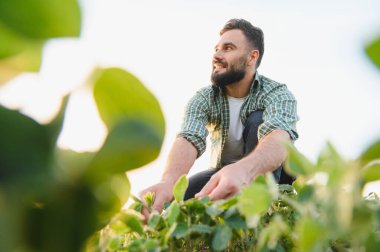 Soya fasulyesi tarlasında çömelmiş tarım uzmanlığı ve sürdürülebilir tarım uygulamaları sergileyerek gün batımında bitkileri inceliyor.
