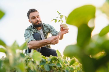 Agronomist tarlada yetiştirilmiş bir soya bitkisini dikkatlice inceleyerek büyümesini ve sağlığını değerlendiriyor.