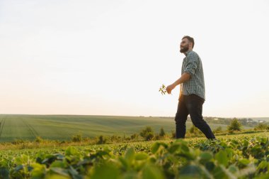 Gün batımında soya fasulyesi tarlasında yürüyen tarımcı, ekinleri teftiş ediyor ve kırsal alanda büyümeyi izliyor.