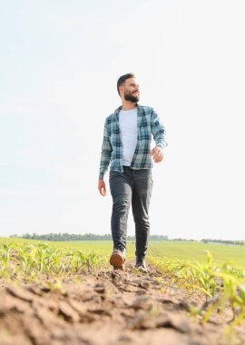 Agronomist bir mısır tarlasında yürüyor, sıcak bir yaz gününde parlak güneşin altındaki genç filizleri inceliyor, canlı büyümenin tadını çıkarıyor.