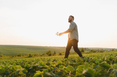 Gün batımında soya fasulyesi tarlasında yürüyen tarımcı, ekinleri inceliyor ve yaz bitkilerinin canlı büyümesini gözlemliyor.