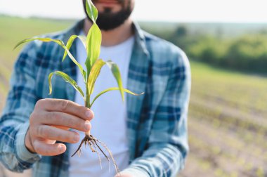 Mısır filizlerini inceleyen çiftçi, sağlıklı büyüme ve tarım alanında başarılı hasat sağlıyor.