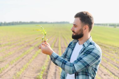 Bir mısır filizini tutan ve teftiş eden tarımcı, ekili bir alanda duruyor, bitki büyümesini ve gelişimini değerlendiriyor.