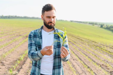 Tarlada yetişen mısır filizlerini inceleyen tarımcı bitkilerin gelişimi ve gelişimi üzerinde kalite kontrolü yapıyor.