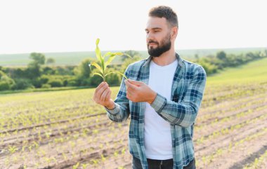 Tarlada bir mısır filizini tutan ve gözlemleyen çiftçi, ekininin büyümesini ve sağlığını kontrol ediyor.