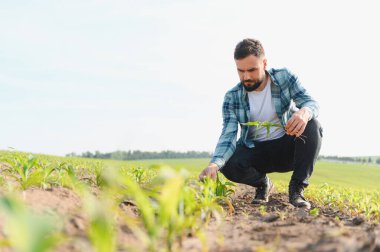 Çiftçinin tarlada çömelmesi, taze mısır filizini tutarken genç mısır bitkilerini dikkatlice incelemesi, sağlıklı bir büyüme sağlaması.