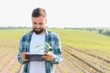 Tomurcukları inceleyen ve panoya notlar yazan tarımcı güneşli bir günde ekili alanda duruyor.