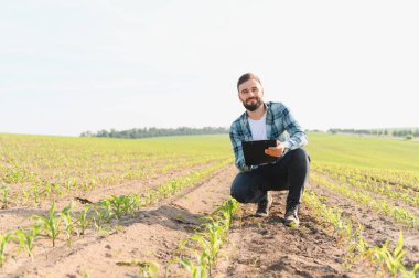 Agronomist tarlada çömelmiş, elinde bir pano tutuyor ve genç mısır fidanlarının büyümesini inceliyor.