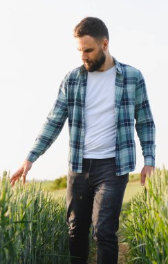 Çiftçi, hasat mevsiminden önce tarlada yeşil buğday saplarına hafifçe dokunuyor ve yürüyor.
