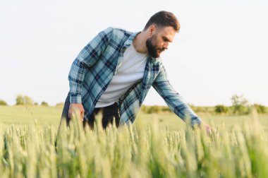 Genç tarımcı ekili bir tarlada buğday saplarının büyümesini kontrol ederek başarılı bir hasat için sağlıklı gelişim sağlıyor.