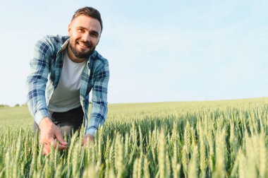 Çiftçi geniş tarım tarlalarında yeşil buğday kulaklarını dikkatlice inceleyerek hasat mevsiminden önce sağlıklı bir büyüme sağlar.