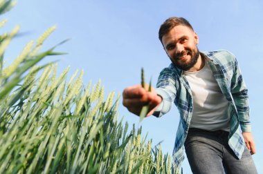 Gülümseyen çiftçi ekili tarlalarda buğday kulakları gösteriyor, tarımsal etkinliğin ve hasat planlamasının tadını çıkarıyor.