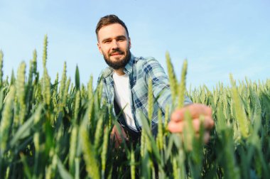 Agronomist tarlada yetiştirilen yeşil buğday saplarının büyümesini kontrol ederek sağlıklı ve verimli bir hasat sağlıyor.