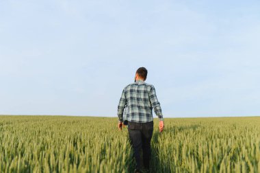 Çiftçi hasattan önce buğday tarlasını teftiş ediyor, gün batımında ekili tarlalarda yürüyor.