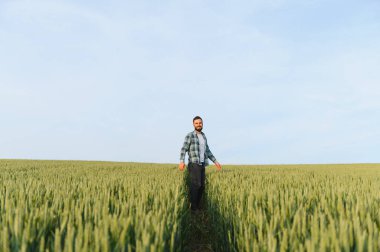 Genç tarımcı yemyeşil bir mısır tarlasında yürüyor, gelişmekte olan buğdayları dikkatlice inceliyor yaklaşan hasat için hazırlık yapıyor.
