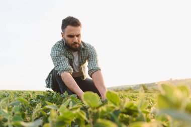 Soya tarlasında çömelmiş, günbatımında bitkileri inceleyen, sağlıklı büyümeyi sağlayan ve verimi en üst düzeye çıkaran bir tarım uzmanı.