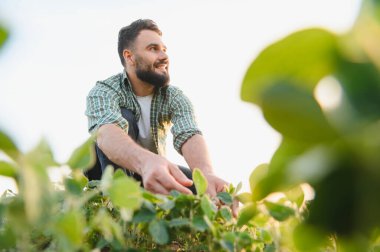 Çiftçilerin çömelmesi, ekili bir tarlada soya bitkilerini incelemesi, tarım uzmanlığı ve sürdürülebilir tarım uygulamalarını somutlaştırması.