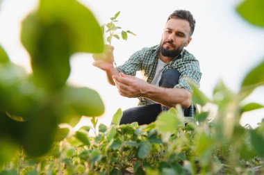 Ekilmiş bir tarlada soya fasulyesini inceleyen tarım uzmanı gün batımının altın saatinde kalite kontrolü yapıyor.