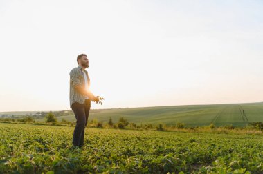 Gün batımında ekilmiş bir tarlada soya fasulyesi bitkilerini inceleyen tarımcı tarım arazisindeki ekinlerin büyümesini ve sağlığını değerlendiriyor.