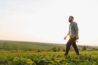 Yeşillik bir soya tarlasında yürüyen tarımcı gün batımının sıcacık parıltısında güneşlenirken bitkileri dikkatle inceliyor.