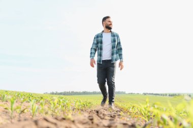 Bir mısır tarlasında yürüyen tarımcı, bitkilerin canlı büyümesini dikkatle inceliyor ve sağlık ve gelişimlerini değerlendiriyor.
