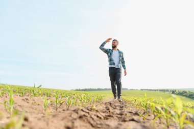 Agronomist mısır tarlasında yürüyor, mavi gökyüzünün altındaki bitki gelişimini inceliyor, gözleri güneşten koruyor.