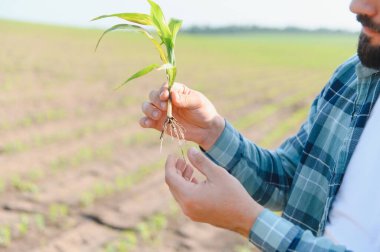 Tarlada mısır filizi köklerini inceleyen tarımcı sağlıklı büyüme ve sürdürülebilir tarım için kalite kontrolü yapıyor.