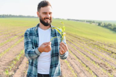 Tarlada mısır filizlerini tutan ve inceleyen gülen tarımcı bitkilerin büyümesi ve gelişmesinden memnun.